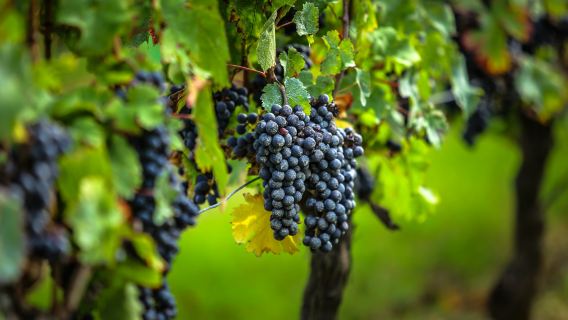 Saint-Émilion Village: Half-Day Wine Tour from Bordeaux