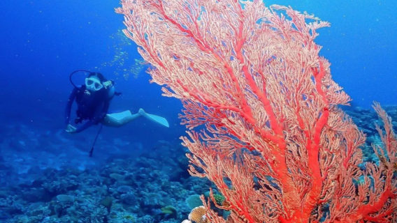 日本沖繩慶良間諸島潛水體驗潛水水肺潛水7小時【一次潛水兩次浮潛|中英日文對應|可追加潛水次數】
