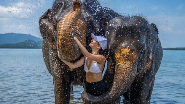 【普吉島|大象營半日遊】:自然課堂·與大象親密互動|自製象食/餵食互動/泥漿 SPA|飯店接駁