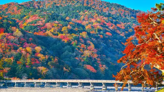 Kyoto Autumn Foliage Special: Minoh Falls, Sagano Romantic Train, Arashiyama Bamboo Forest, Nonomiya Shrine, Togetsukyo Bridge & Kinkakuji Temple One Day Tour (From Osaka)
