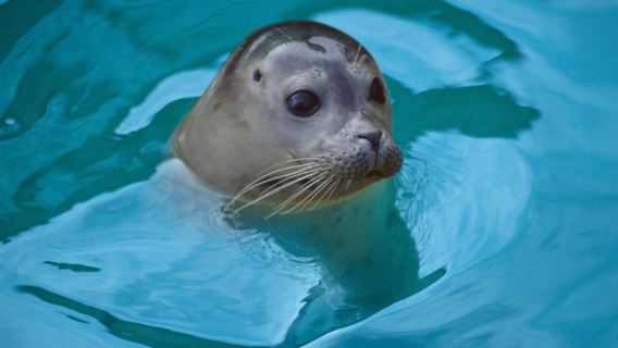 Blankenberge: SEA LIFE Entry Ticket