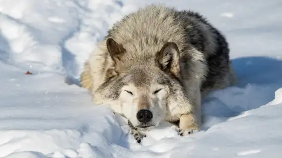 Montebello, QC: Morning VIP Tour at Parc Oméga