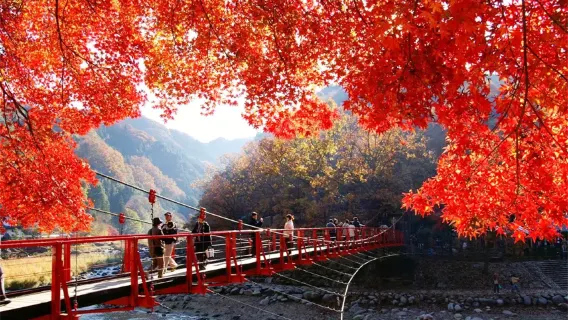 Excursión de un día a Nagoya: Templo Eihō-ji en el monte Kokei, valle de Korankei y cerezos de las cuatro estaciones de Obara, ruta exclusiva de otoño