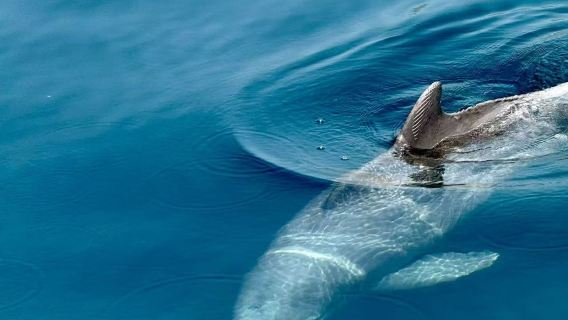 阿曼海塞卜Musandam海豚灣1日包車遊-追海豚