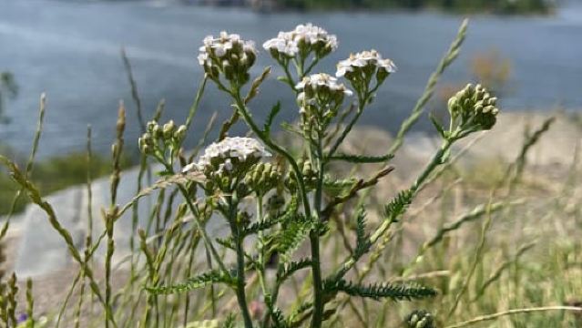 オスロ島めぐりウォーキング:アイランドホッピングツアー