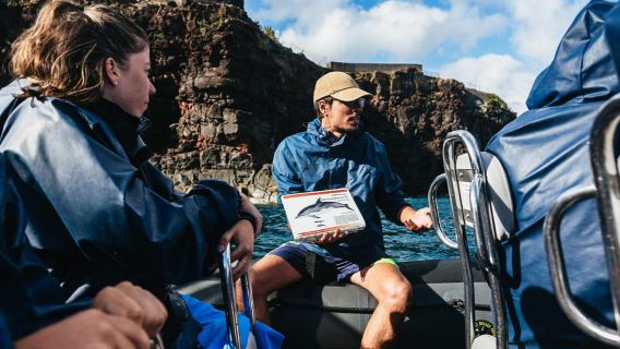 Ab Machico: Bootstour zur Wal- und Delfinbeobachtung auf Madeira