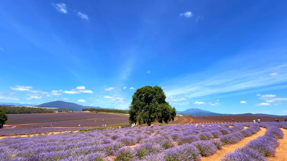 【紫色花海】澳洲朗塞斯頓卡塔瑞克特峽谷+瑞士村+薰衣草莊園