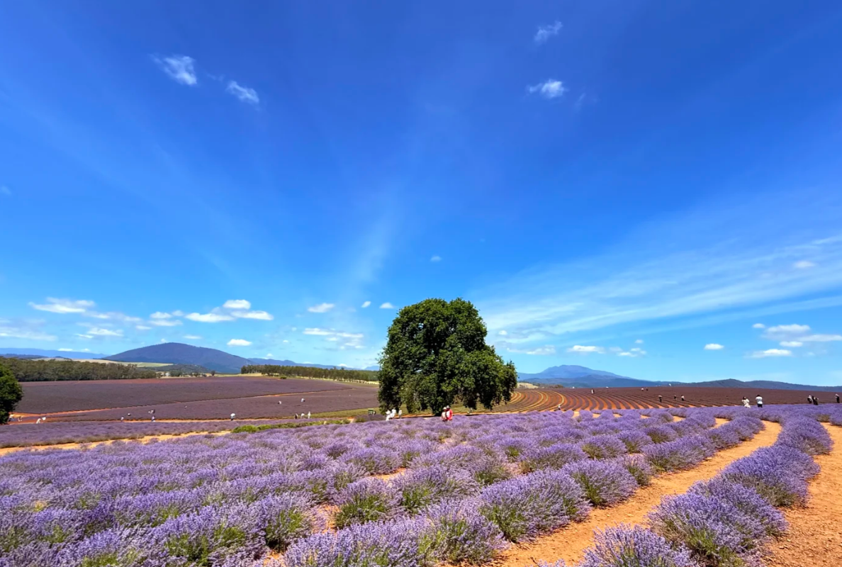 【紫色花海】澳洲朗塞斯頓卡塔瑞克特峽谷+瑞士村+薰衣草莊園