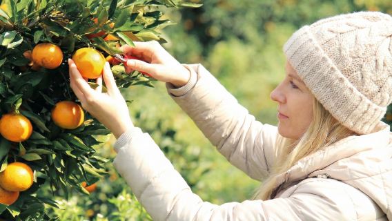 South-West Jeju Adventure - Hallasan & Local Tangerine Farm Fun
