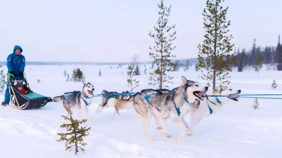 Дневной тур в парк северного сияния в Мурманске: катание на собачьих и оленьих упряжках, снегоходах