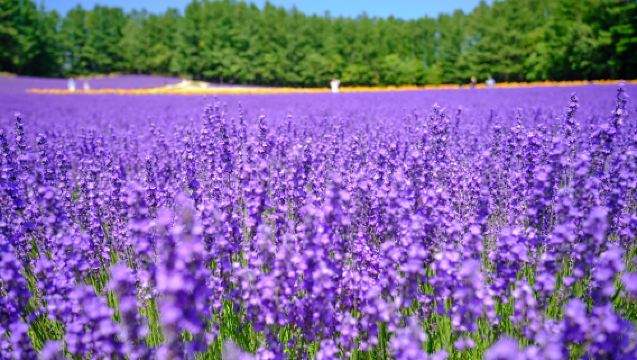 1-day tour to Farm Tomita, Panoramic Flower Gardens Shikisai-no-oka, Shirogane Blue Pond (Aoiike), and Campana Rokkatei