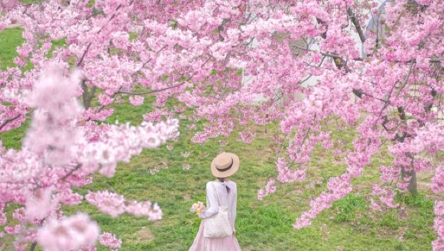 Lawatan sehari ke Taman Bunga Sakura Lushun Dalian + Pelabuhan Lushun + Muzium Kapal Selam · Menikmati bunga sakura semasa musim bunga sakura