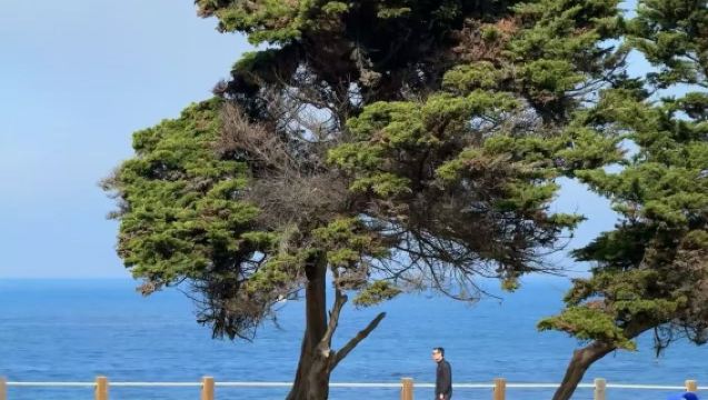 美國洛杉磯來回聖地亞哥老城+拉霍亞海灣【中文包車+景點任選】