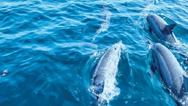 Maiorca: Tour in barca con fondo di vetro per avvistare i delfini da Paguera