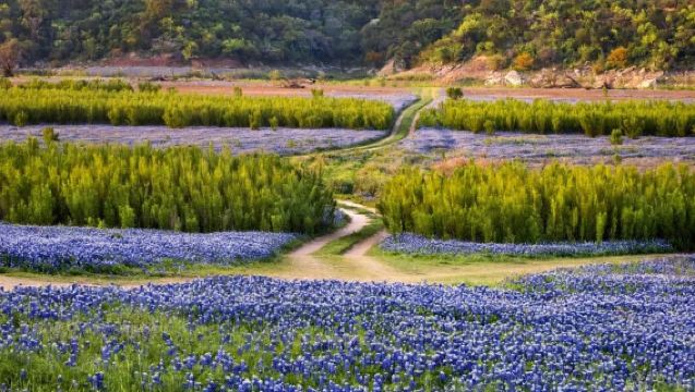 美國休斯頓：藍帽花田+雪糕工廠+赫曼公園+自然博物館