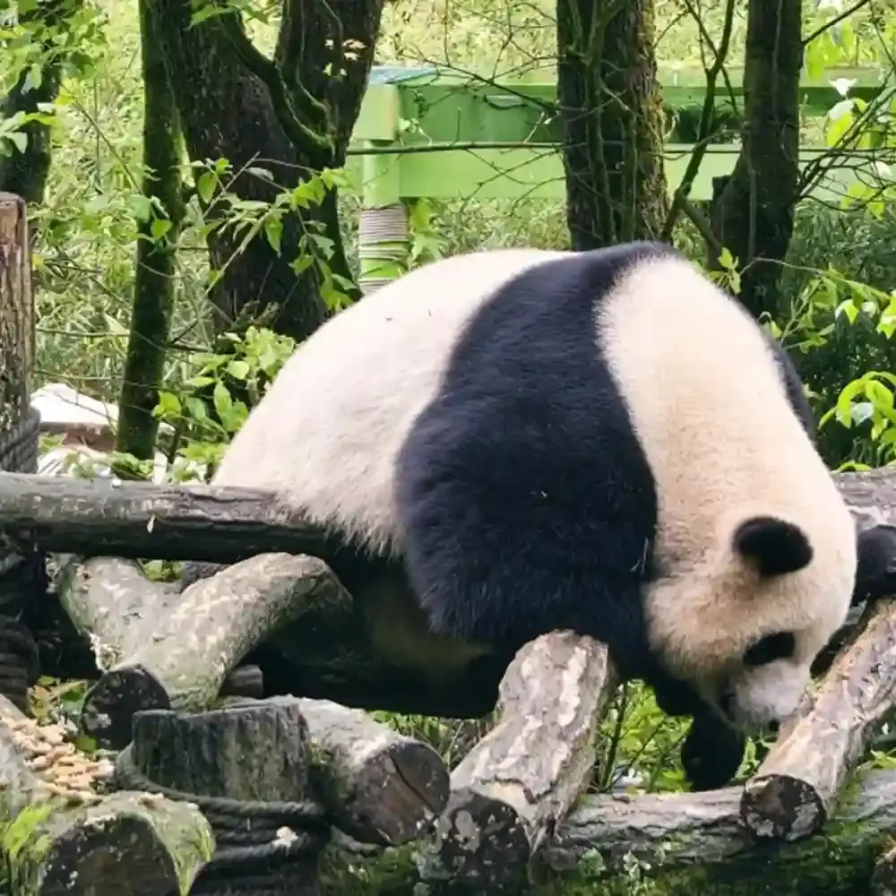 Dujiangyan panda valley live guide [2-hour private tour | Chinese