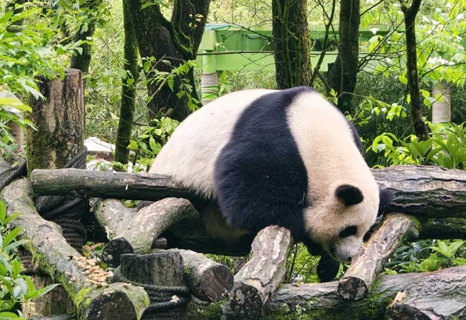 Dujiangyan panda valley live guide [2-hour private tour | Chinese