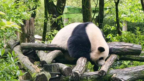 古都音様　DACキット「Night Visitor」「Panda Valley」 Dujiangyan panda valley live guide [2-hour private tour | Chinese