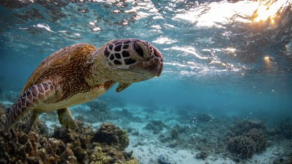 Nusa Penida: Snorklaus 3–4 paikassa Manta Bayssä