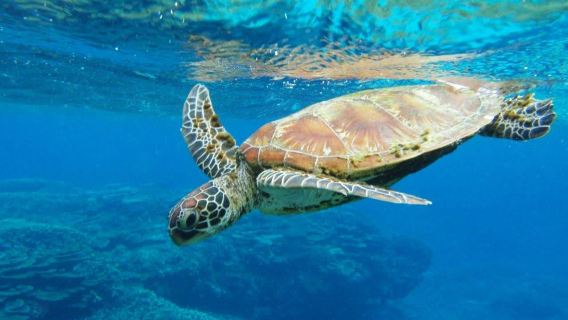 Australia | Tour di un giorno di snorkeling all'Isola di Lady Musgrave