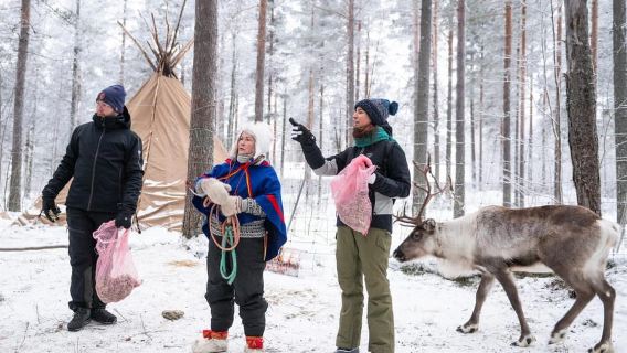 Luleå: Encounter with Reindeer Experience