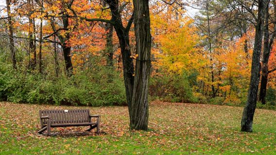 LA Toronto - Bandar Gravenhurst (Bethune), musim daun maple, jadual boleh disesuaikan