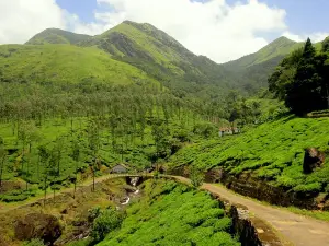 Day Trip to Wayanad (Guided Private Sightseeing Experience from Mysore)