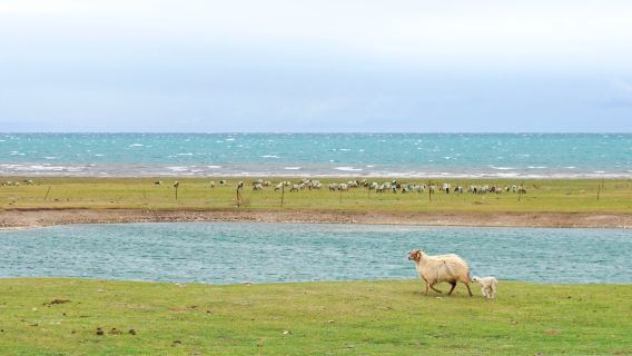 Pemindahan pergi balik persendirian ke Tasik Qinghai dari hotel di bandar Xining