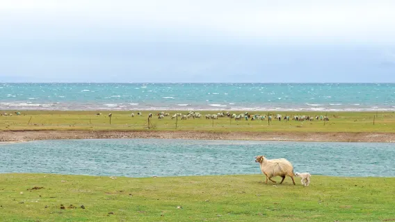 Private Round-Trip Transfer to Qinghai Lake from Xining City Hotel