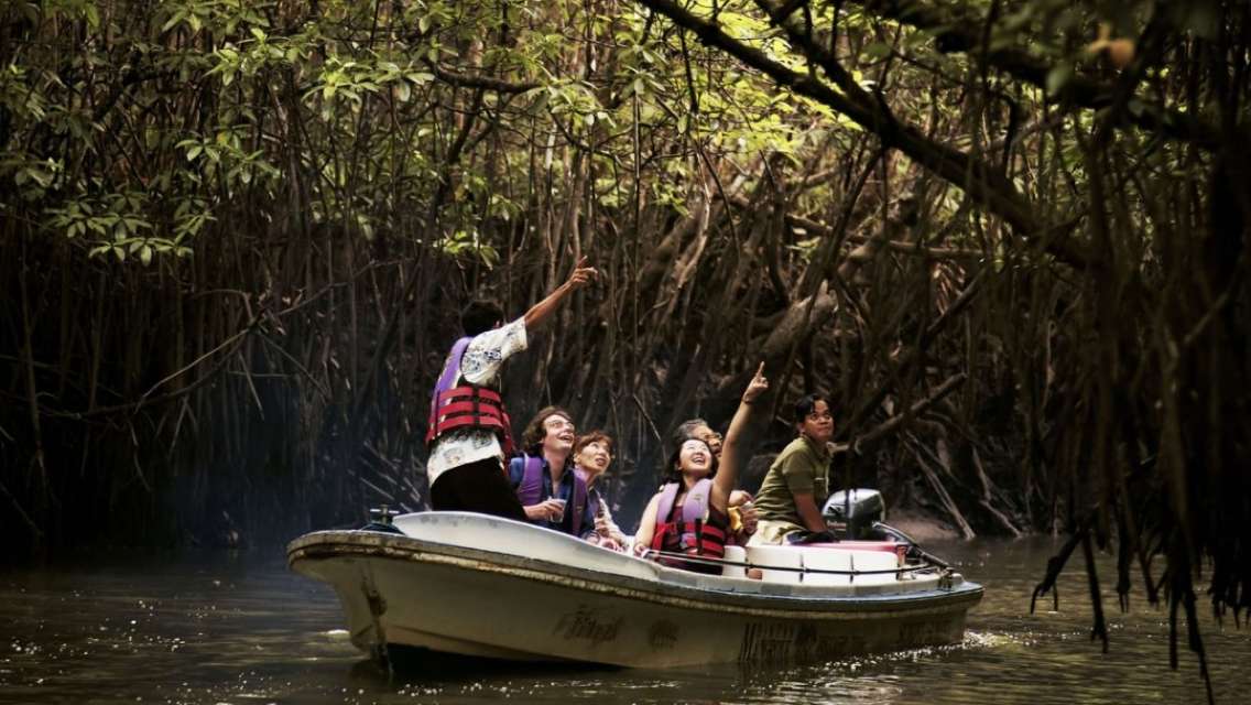 Mangrove Discovery Tour