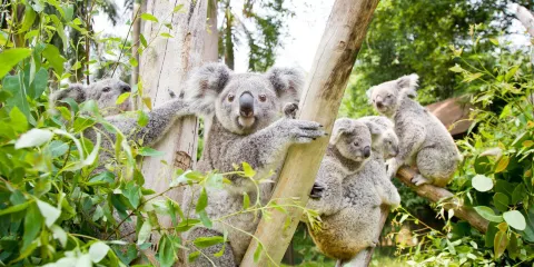 【含門票+接送】廣州長隆野生動物世界一日遊
