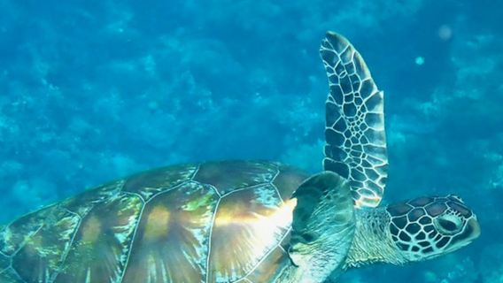 Послеобеденное наслаждение катамараном: парусный спорт и сноркелинг.