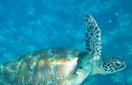 雙體船下午暢遊航行及浮潛