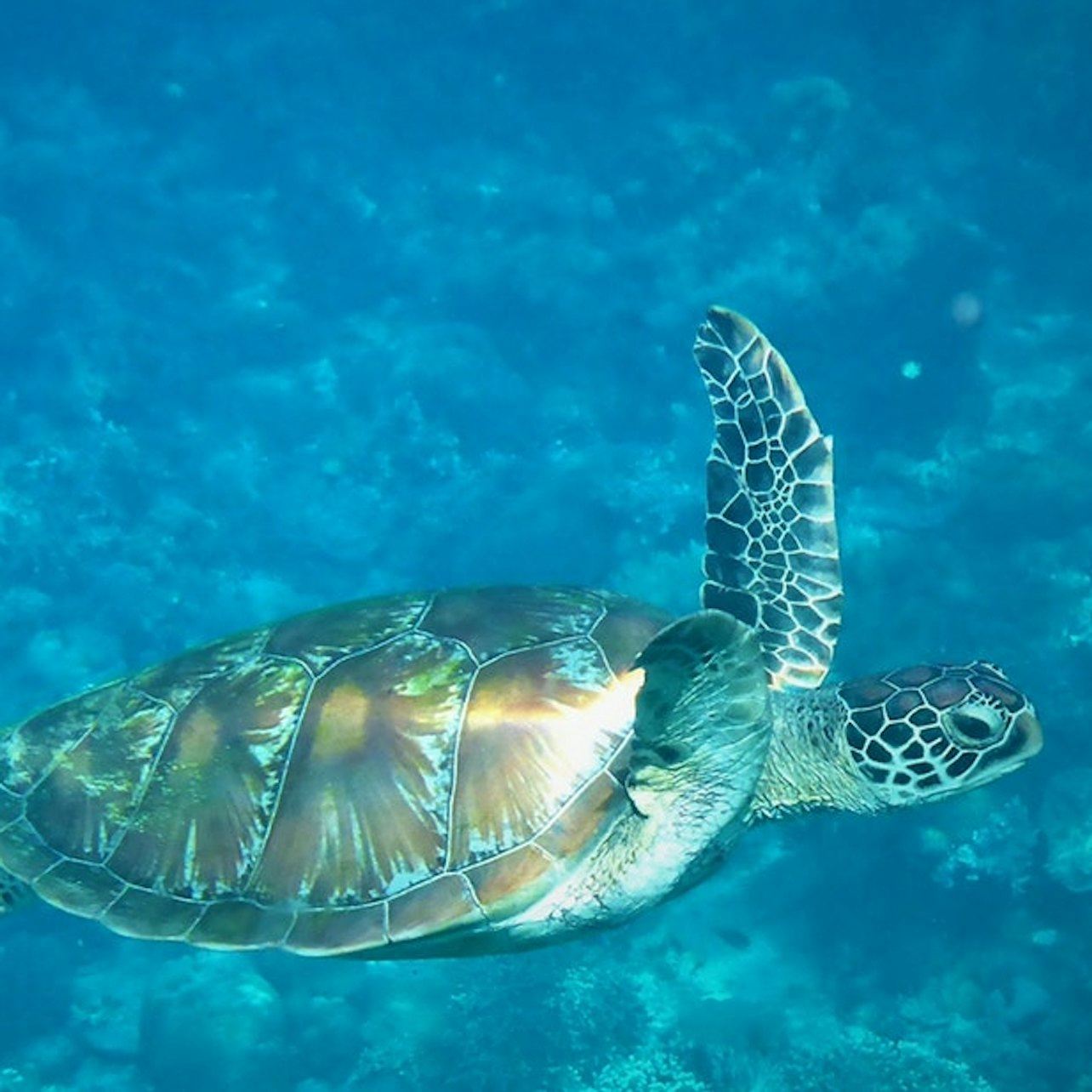 Catamaran Afternoon Delight Sailing & Snorkeling