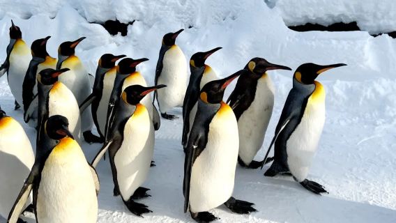 Hokkaido, Japon + Zoo d'Asahiyama + Arbre emblématique de Biei + Blue Pond + Excursion d'une journée à Shikisai-no-oka