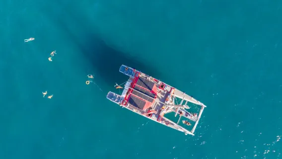 Tenerife: 3-Hour Whale & Dolphin Watching Eco-Catamaran Tour