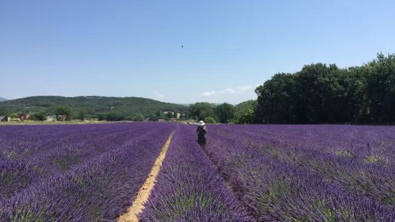 尼斯來回摩納哥+埃茲+費拉角一日遊【 訂製包車團】