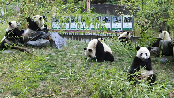 Commentaire sur la réserve des pandas géants de Dujiangyan [Commentaire exclusif par un guide touristique professionnel, expérience approfondie du paradis des pandas]