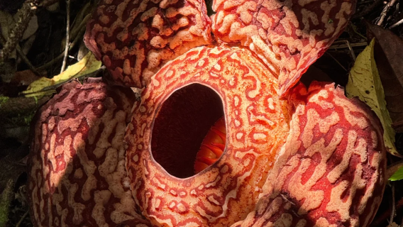 沙巴亞庇大王花基地半日遊-可搭配kawa/天鏡/威士頓紅樹林