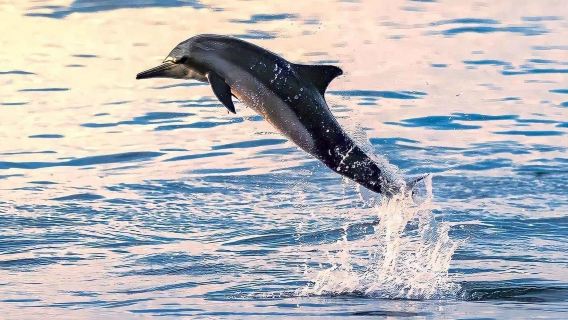 Oman Muscat Dolphin Chasing Tour (Includes Snorkeling/Group Tour/Can Be Booked Per Person)