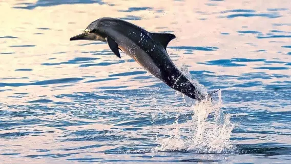 Oman Muscat Dolphin Watching Tour (Includes Snorkeling/Group Tour/Individual Booking Available)