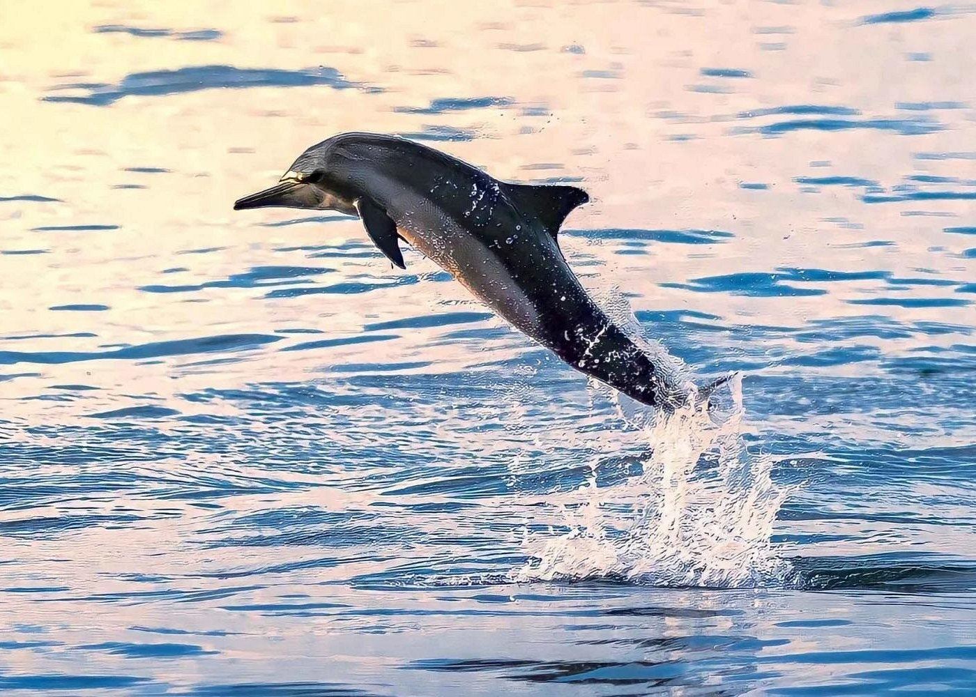 Oman Muscat Dolphin Watching Tour (Includes Snorkeling/Group Tour/Individual Booking Available)
