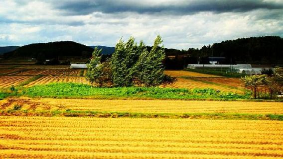 日本北海道旭川+森林精靈陽台一日遊/行程可調-可訂製多日