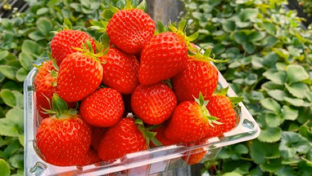 Spring limited edition - Hwadamsup × picking seasonal sweet strawberries 1-day tour