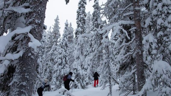 Levi: Lakeside forest snowshoeing