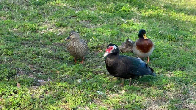 Kissimmee: Lakefront Adventure auf einem Elektro-Trike