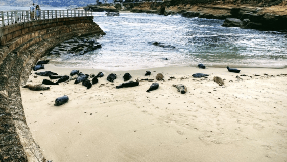Visite en vélo électrique Cali Dreaming de La Jolla et Pacific Beach