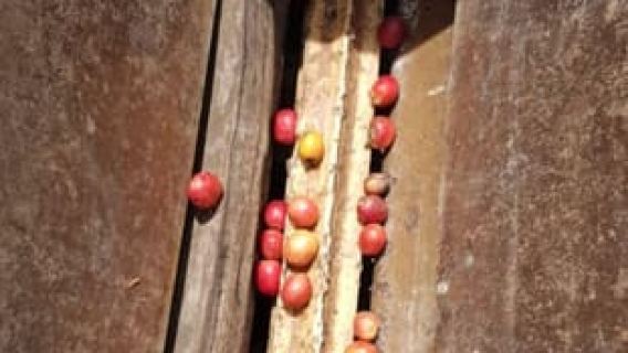 Kisoro: Coffee Village Tour with Hands-On Coffee Making