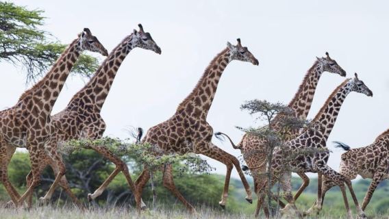 Nairobi: Lawatan Sehari Taman Negara Amboseli dengan Yuran Penyertaan