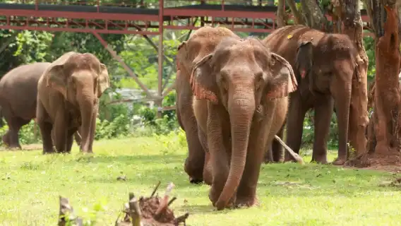 空中漫步全日造訪不干擾計畫的空中漫步與大象自然保護公園